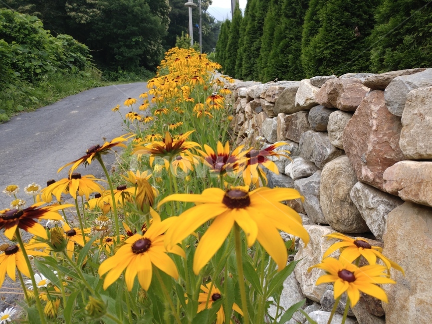 루드베키아,쌍떡잎식물,초롱꽃목,국화과,식물,coneflower,숙근성초화