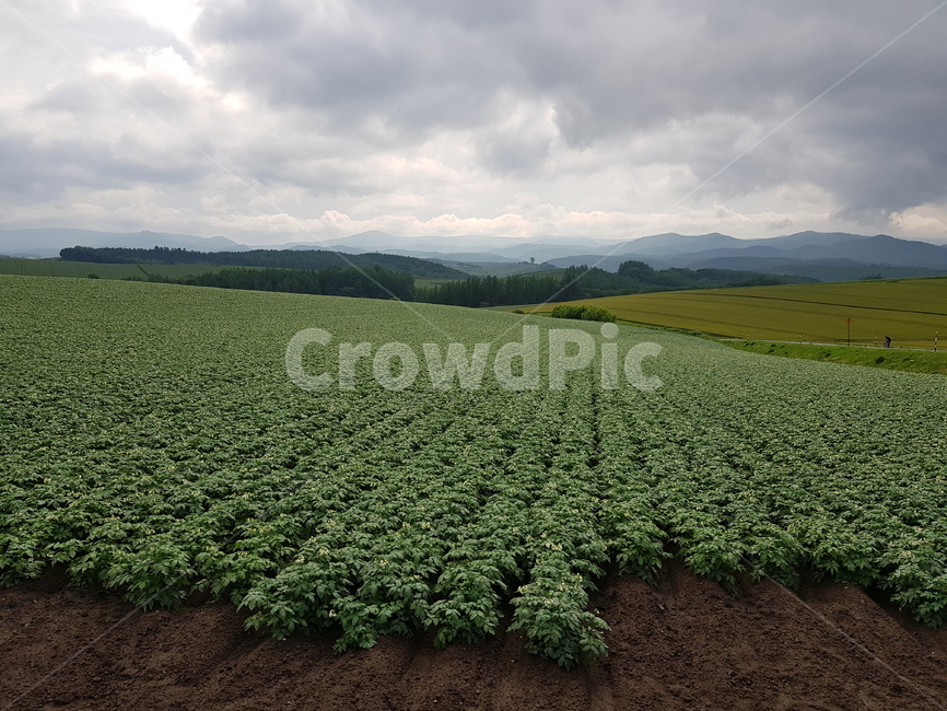 들,바닥,field,꽃,들밭
