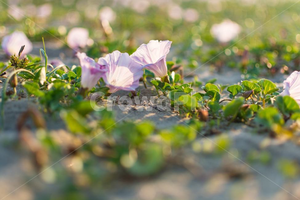 꽃,모래,자연,노을,아웃포커스,식물,자연,plants,nature,꽃,flower