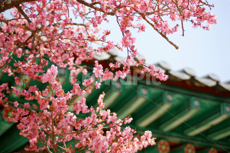 매화,홍매화,꽃,봄,봄꽃,식물,스냅,flower,plant,blossom,spring,핑크,분홍,감성,일상,풍경배경,배경,꽃배경,봄,계절,spring,season