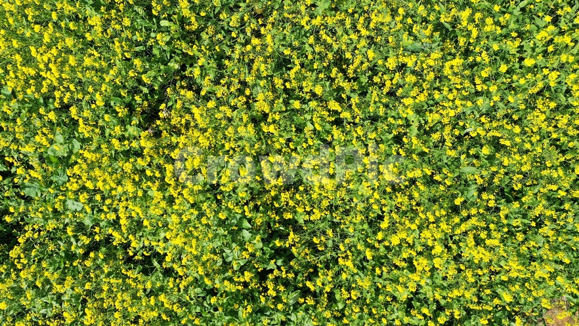 농장,farm,농촌,plant,식물,자연,들,field,목초지,grassland,flower,jeju,제주,유채꽃,봄,향그러운