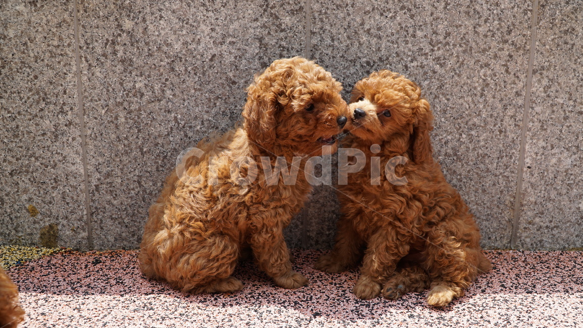 pet,dog,개,animal,동물,강아지,푸들,반려견,반려,애완,댕댕이,꼬물이,동물,animal,포유류,mammal,개,강아지,dog,doggy
