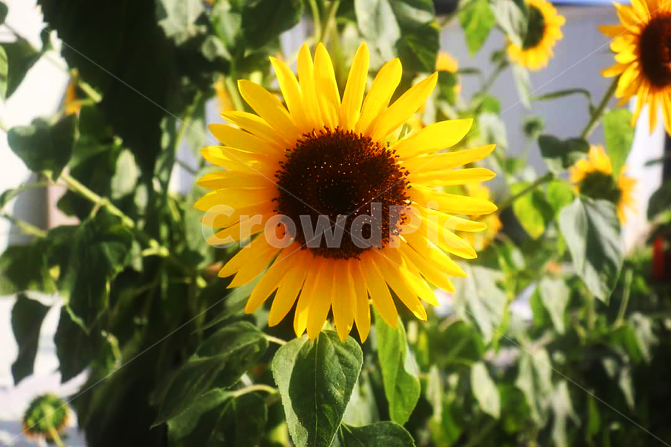 해바라기,여름,꽃,자연,색감,식물,sunflower,summer,flower,nature,green,yellow,plants