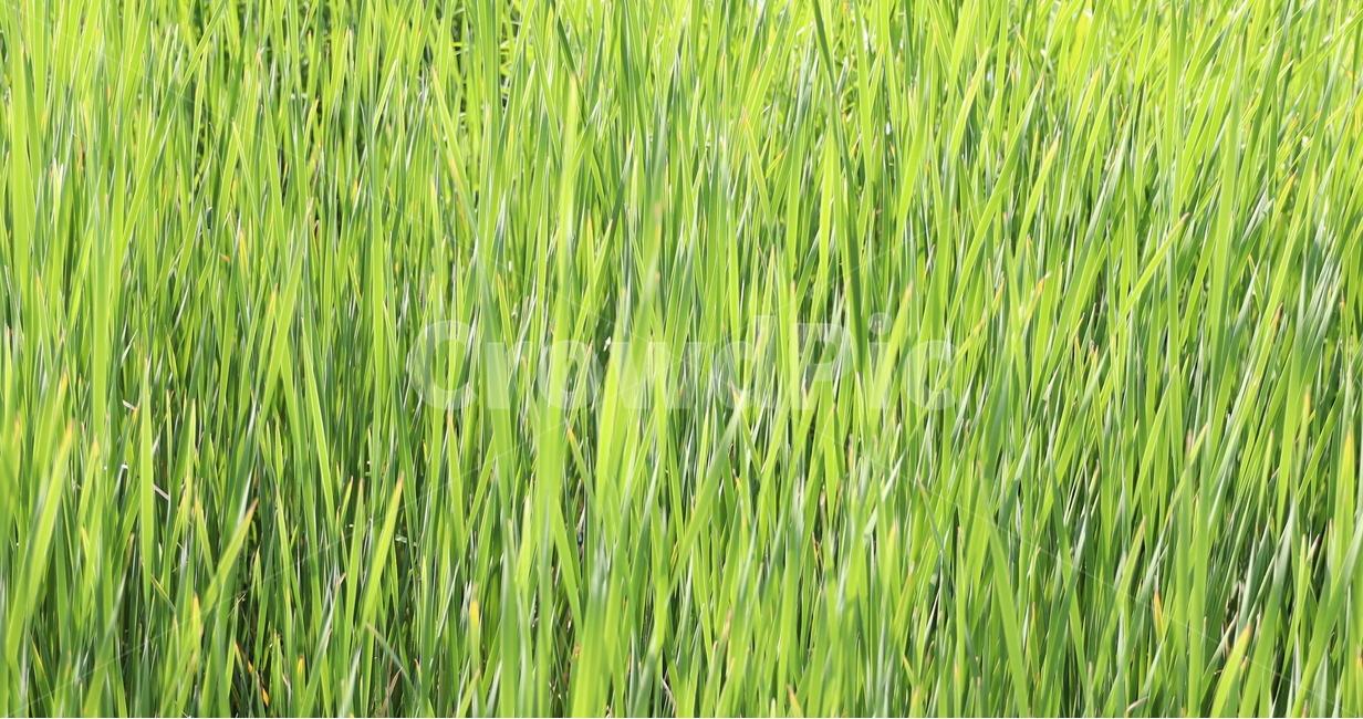 갈대,풀,자연,바람,흔들림,웰빙,유기농,숲,식물,자연,plants,nature