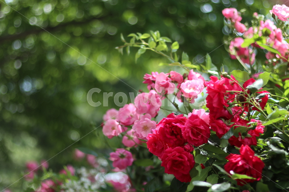 빨강,장미,꽃,풍경,5월,초록,잎,식물,자연,plants,nature,꽃,flower