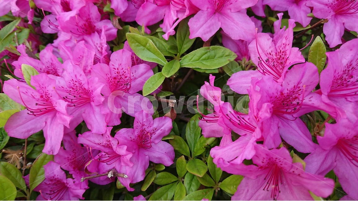 봄,꽃,연산홍,철쭉,핑크색,분홍색,초여름,봄,계절,spring,season,식물,자연,plants,nature,꽃,flower,plant,blossom,geranium,제라늄