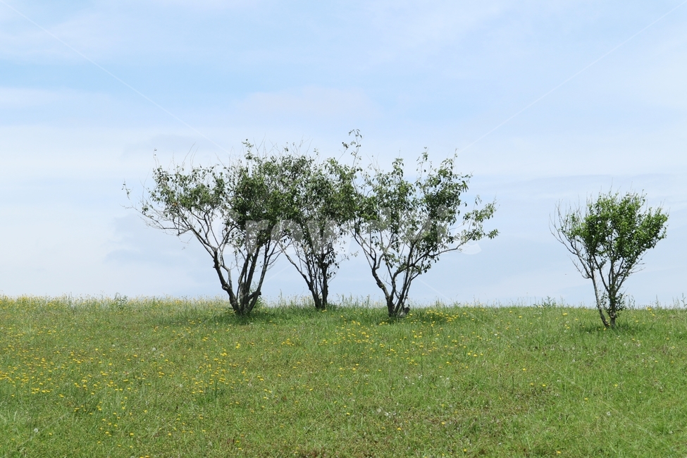 공원,나무,잔디,하늘,풀밭,잔디밬,자연,풍경,nature,landscape,식물,plants,나무,trees,wood,field,들,outdoors,옥외,grassland,목초지