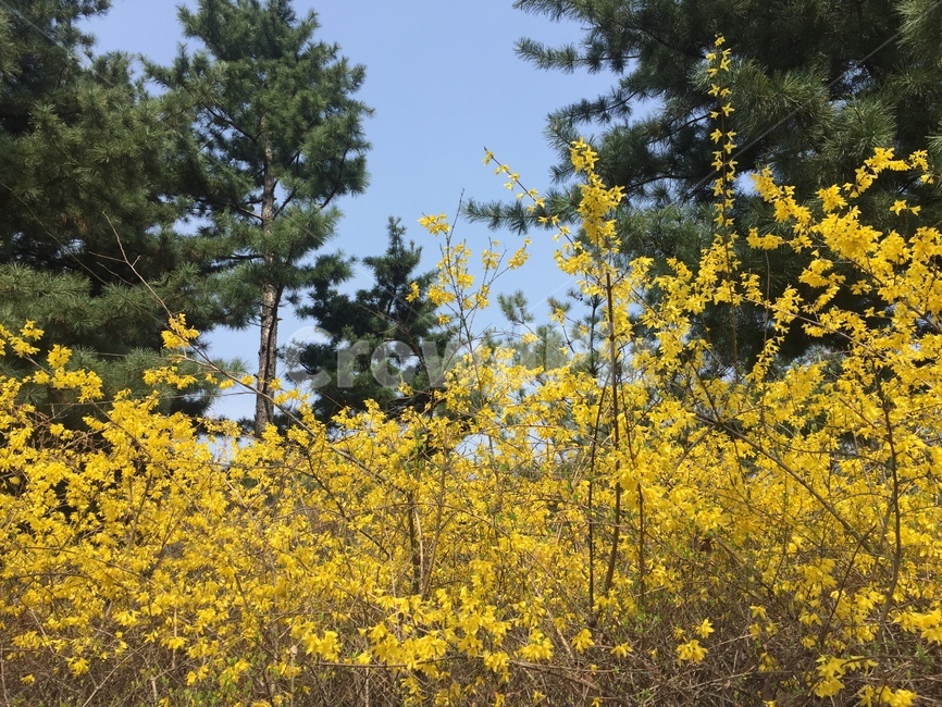 봄,개나리,풍경,여유,노랑,꽃,flower