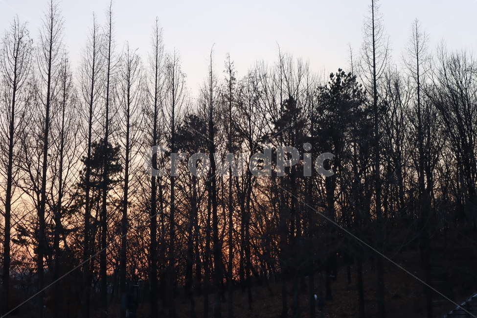 식물,나무,노을,숲,tree