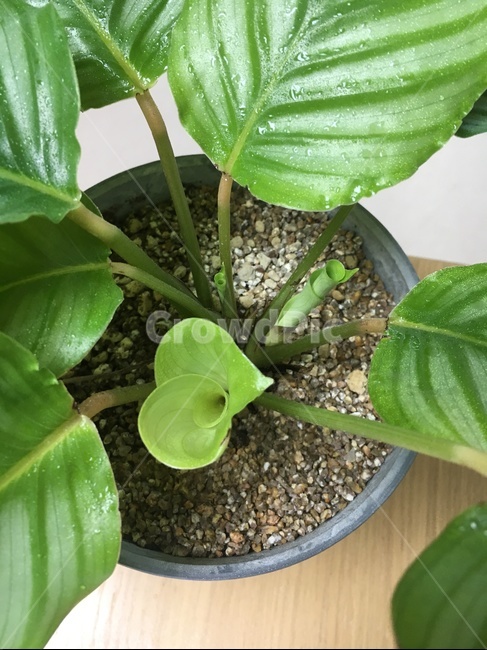 칼라데아오르비폴리아,오르비폴리아,초록이,화분,새싹,새순,홈가드닝,실내용화초,화분,화초,house plant