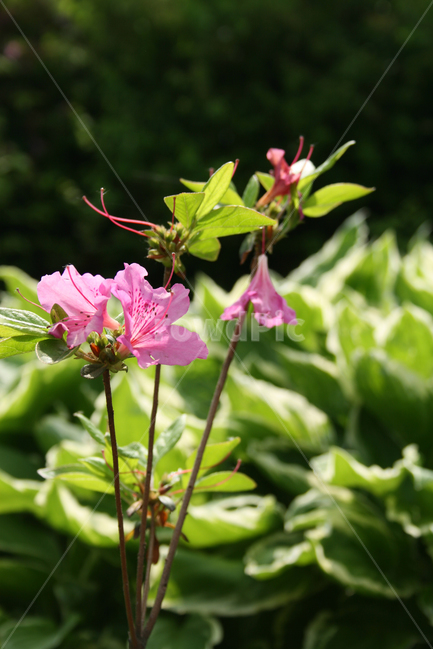 식물,flower,꽃,진달래,분홍,식물,자연,plants,nature,꽃,flower