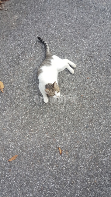 고양이,길냥이,귀여움,애교,귀여운동물,동물,animal,포유류,mammal,고양이,cat,kitten,kitty