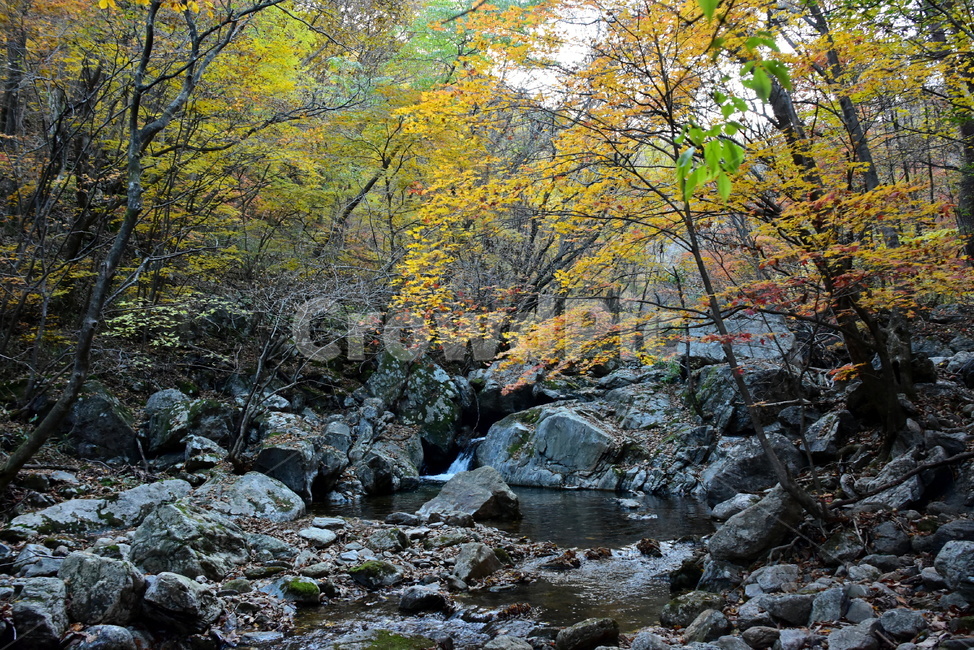가을,단풍,울긋불긋,알록달록,형형색색,풍경,계절,시즌,아름다운,오색,치악산,부곡계곡,비경,감성,힐링,자연,가을,계절,fall,autumn,season,자연,풍경,nature,landscape,rubble,파편,water,물,outdoors,옥외