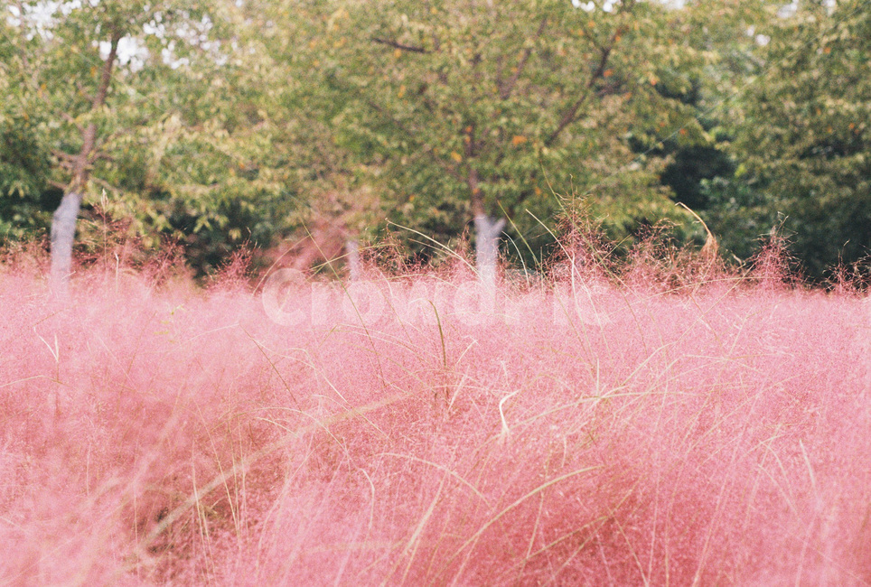가을,핑크뮬리,올림픽공원,가을꽃,식물,분혹색,들,field,nature,grassland,outdoors,자연,가을,계절,fall,autumn,season,식물,자연,plants,nature,옥외,목초지,savanna,대초원