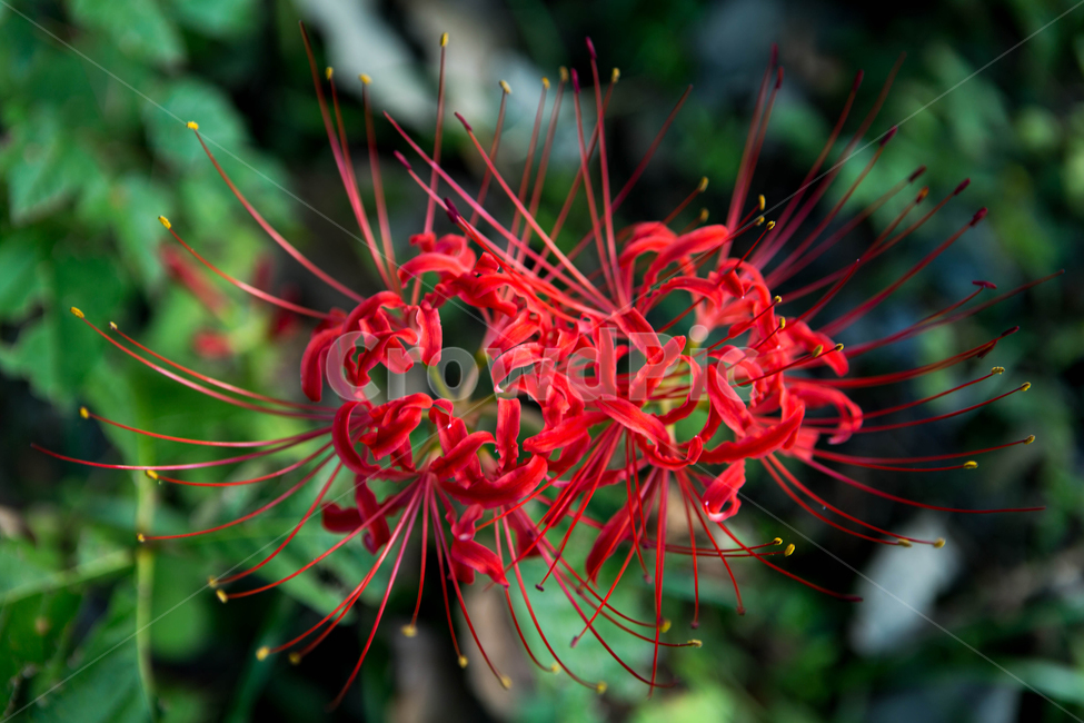 상사화,영광,불갑사,상사화축제,가을,가을꽃,싱그러움,식물,자연,plants,nature,꽃,flower