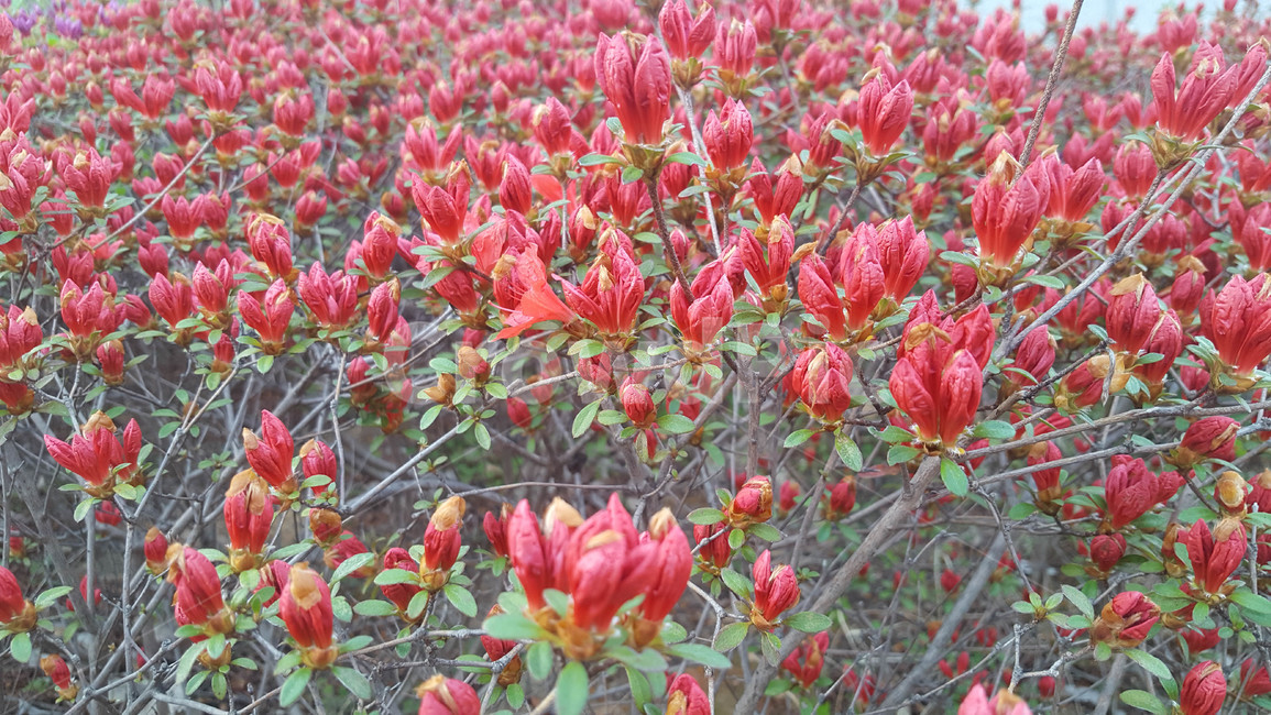 봄,식물,근접,꽃,flower