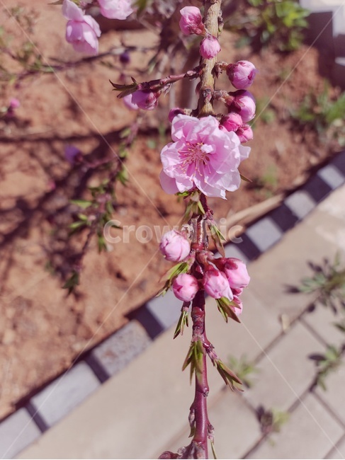plant,식물,blossom,벚꽃,flower