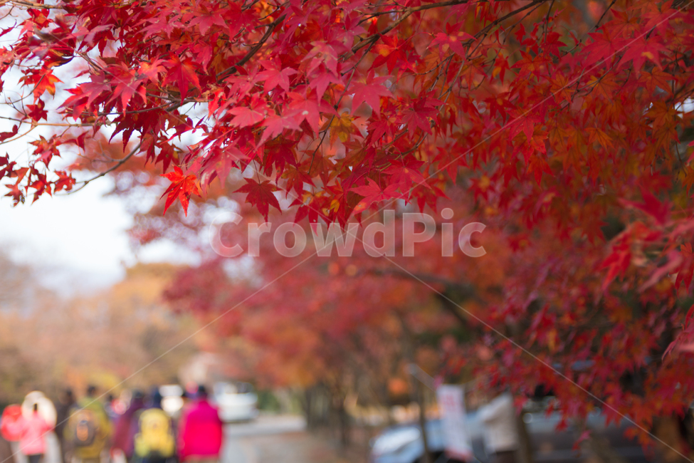 가을,단풍,풍경,산책,등산,산,가을산,가을,계절,fall,autumn,season,식물,자연,plants,nature,leaf,잎,plant,tree,나무,maple