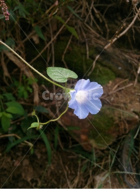 꽃,자연,식물,감성,들꽃,식물,자연,plants,nature,꽃,flower