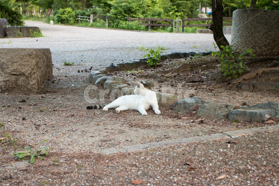 고양이,동물,길고양이,냐옹이,길거리,animal,straycat,kitty,street,동물,animal,포유류,mammal,고양이,cat,kitten,kitty