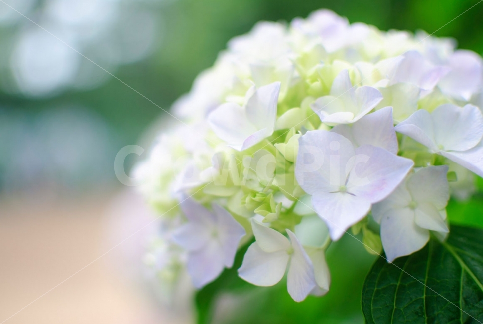 수국,꽃,태종사,태종대,부산,식물,여행,flower,plants,travel,식물,자연,plants,nature,꽃,flower,감성,sensible,feeling