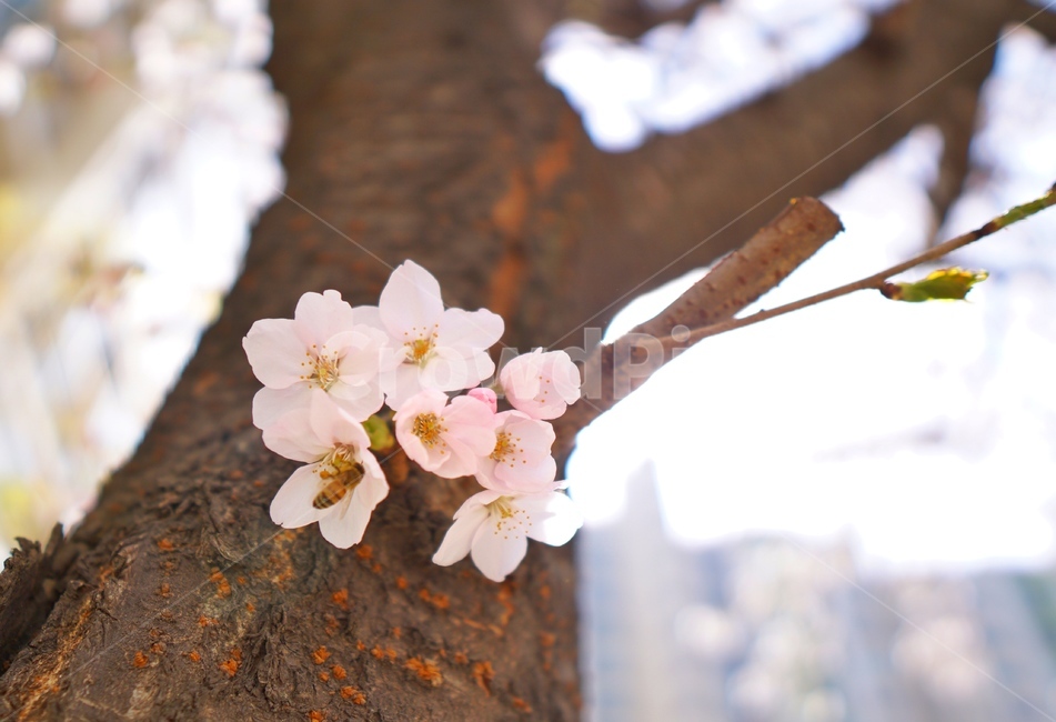 cherryblossom,봄,봄꽃,꽃,blossom,flower,벚꽃,plant