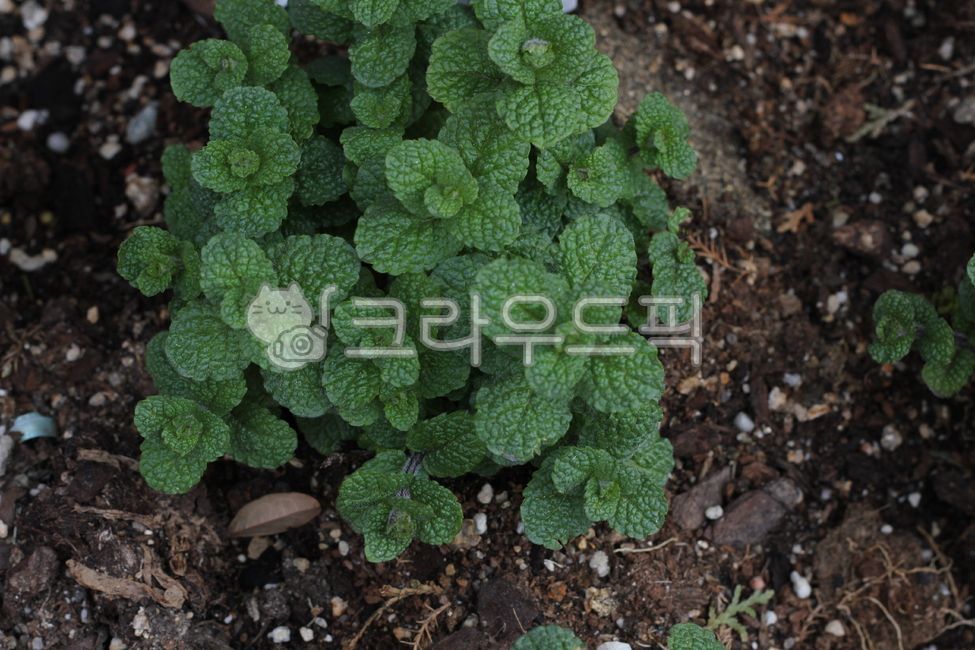 허브, herbs, plant, soil, 식물, 사진,이미지,일러스트,캘리그라피 - joyfulharu작가