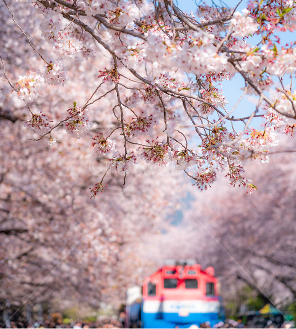 벚꽃,꽃,봄,기차,나무,blossom,flower,cherryblossom,spring,train,봄,계절,spring,season,plant,식물