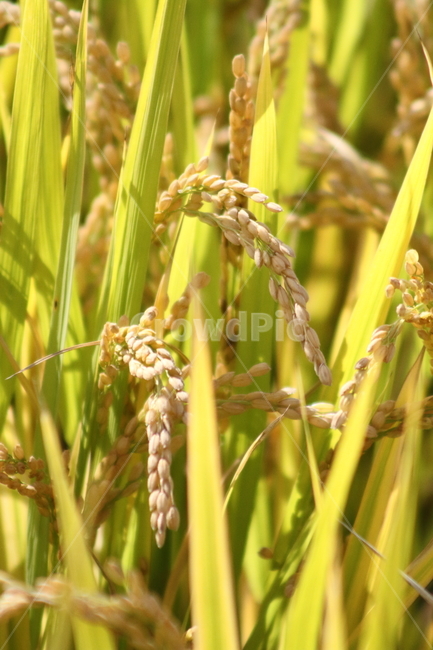 벼,작물,풍년,식물,oryzasativa,식물,자연,plants,nature,곡류,곡식,cereals,산업,industry,industrial