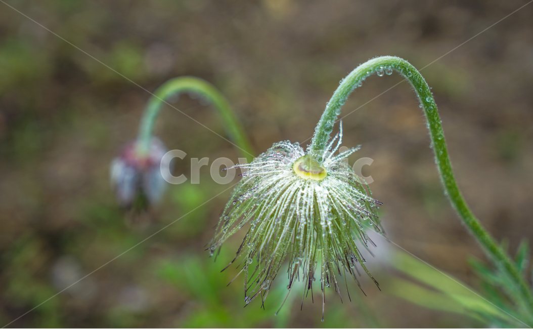 할미꽃,암술대,백두옹,빗방울,야생화,식물,자연,plants,nature,꽃,flower