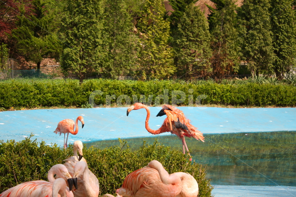 홍학,플라밍고,flamingo,새,bird,동물,animal,조류,새,birds