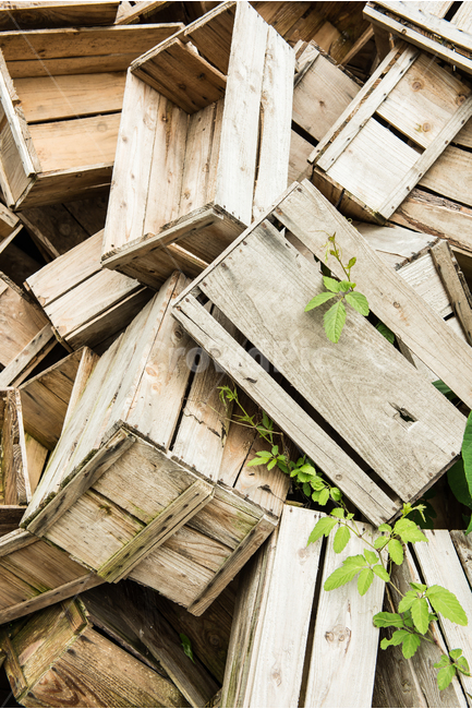 chest,old,tree,mold,To stack up,apple box,desolate,background,complicated,wooden box,quiet,abandoned,fruit box