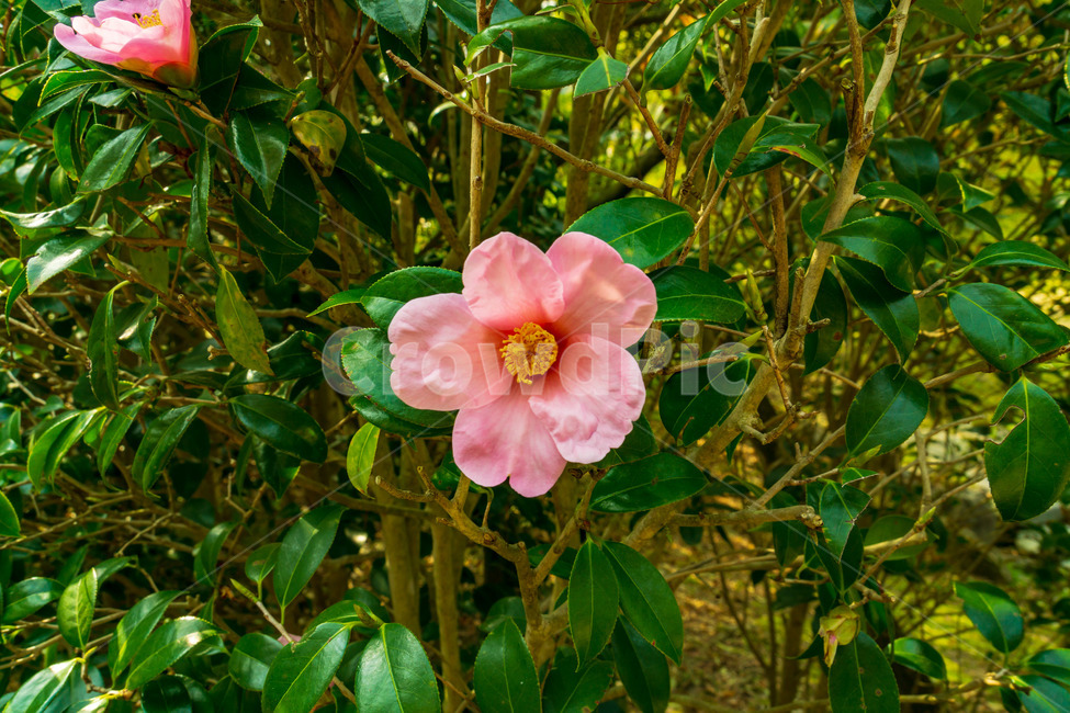 분홍,동백꽃,꽃,봄,계란꽃,봄꽃,식물,자연,plants,nature,꽃,flower
