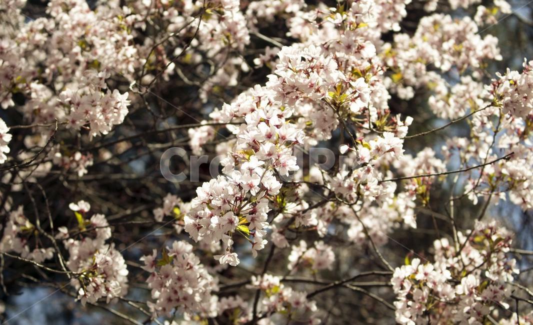 벚꽃,벚나무,나무,꽃,flower,blossom,식물,plant,식물,자연,plants,nature,꽃,flower