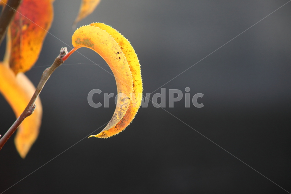 단풍,잎,식물,가을,redleaves,가을,계절,fall,autumn,season,식물,자연,plants,nature
