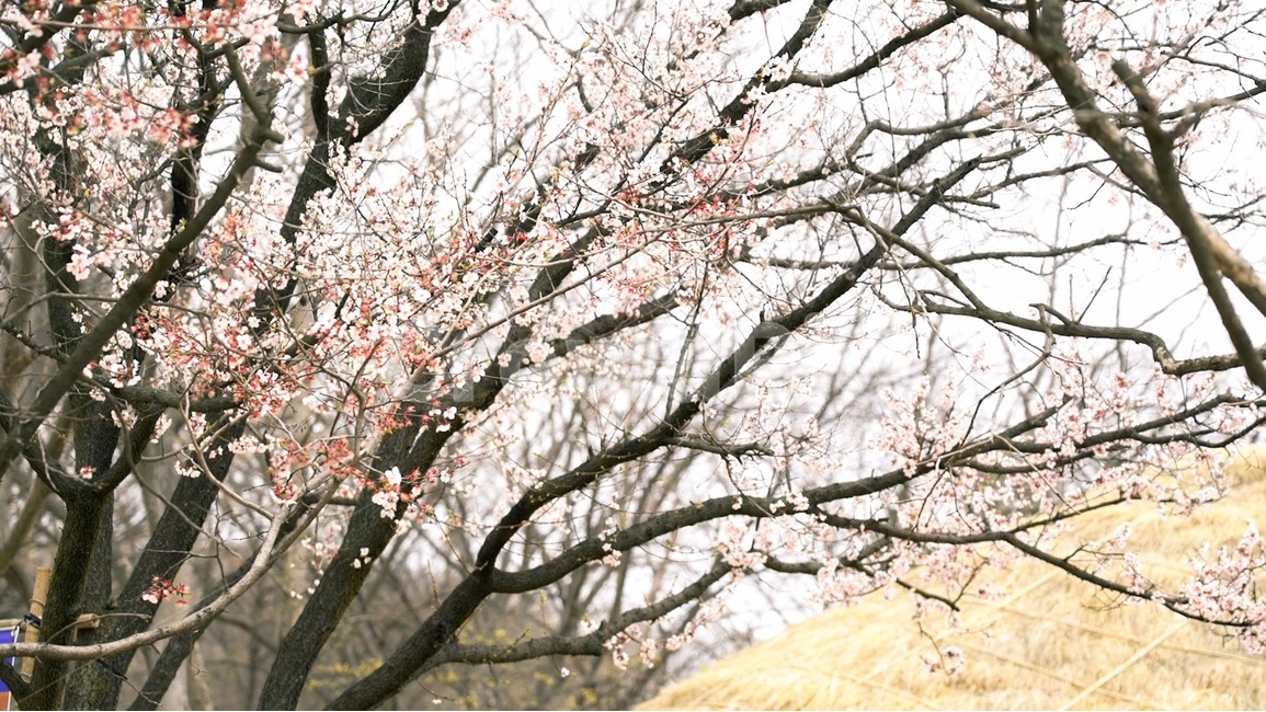 벚꽃,한국민속촌,자연,봄,나무,봄,계절,spring,season,식물,자연,plants,nature,꽃,flower,나무,trees,wood,plant,blossom,cherry blossom