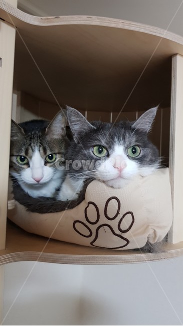동물,애완동물,cat,animal,집,케이지,두마리