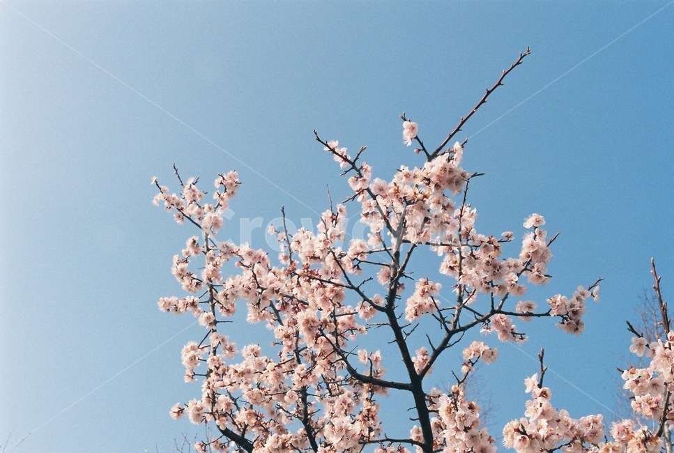 봄,꽃,매화,하늘,벚꽃,spring,flower,blossom,봄꽃,봄,계절,spring,season,식물,자연,plants,nature,꽃,flower,plant