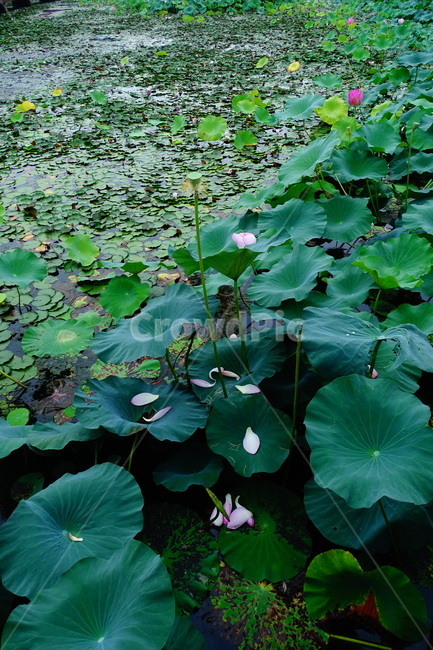 purple,plant,식물,flower,꽃,연꽃,식물,자연,plants,nature,꽃,flower