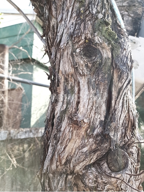 plant,식물,나무,나무줄기,tree