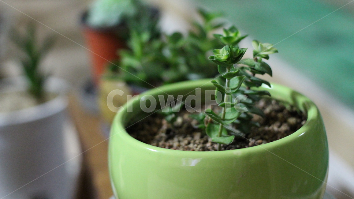 화분,미니화분,식물,초록식물,작은식물,실내용화초,화분,화초,house plant