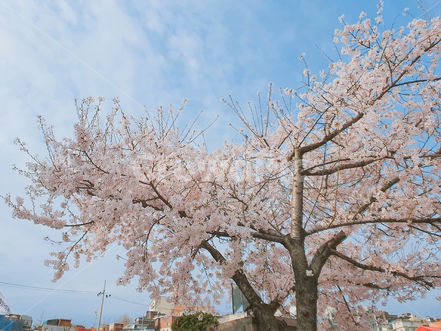 벚꽃,꽃,봄,하늘,풍경,구름,벚꽃나무,봄,계절,spring,season,식물,자연,plants,nature,꽃,flower,나무,trees,wood,plant,blossom