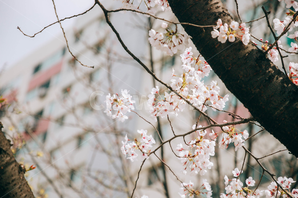자연,식물,꽃,벚꽃,봄,아름다운,flower,벚나무,tree,봄,계절,spring,season,식물,자연,plants,nature,꽃,flower,plant,blossom
