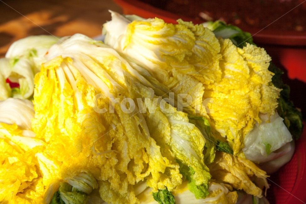 김장,김장김치,김치,김장문화,품앗이,11월,김장철,배추,배추김치,양념,한국문화,고추가루,김치재료,한국전통,음식,식재료,요리,foodcook,채소,야채,한식,한국음식,한국요리,koreanfood,sidedish,절임배추,겨울반찬,싱싱한,음식,식재료,요리,food,cook,meal,dishes,food reserves,채소,야채,vegetables