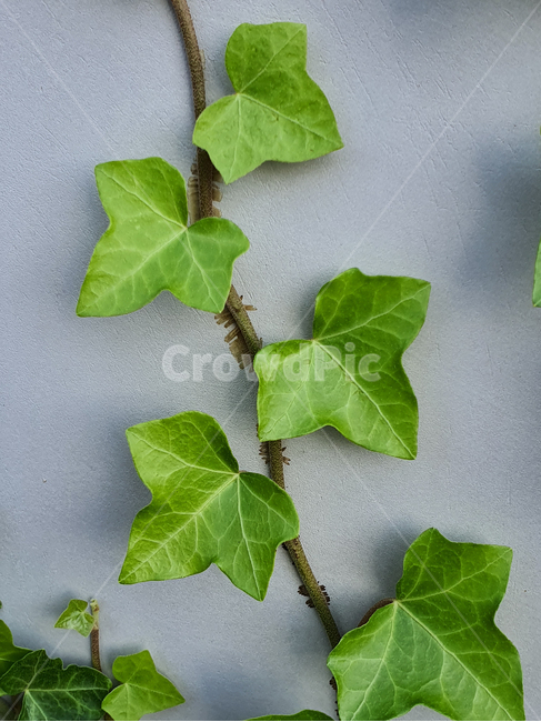plant,식물,덩굴,넝쿨,넝쿨식물,덩굴식물,vine,벽,초록,green,엉키다,녹색,실록,담쟁이,색상,색감,싱싱한,신선한,자연,nautre,담장,나뭇잎,공원,야외,풍성한,배경,백그라운드,background,식물,자연,plants,nature