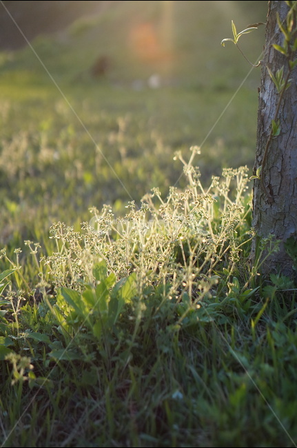 아침,햇빛,따사로움,식물,나무,풀,봄,식물,자연,plants,nature,감성,sensible,feeling,휴식,힐링,rest,relaxation,healing