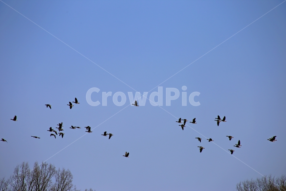 철새,비상,쓸쓸함,고요,파주,동물,animal,조류,새,birds