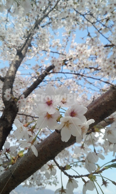 봄,sprimg,벚꽃,春,さくら,팝콘,봄,계절,spring,season,식물,자연,plants,nature,꽃,flower,plant,blossom