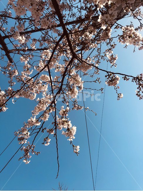 plant,식물,blossom,꽃,flower,벚꽃