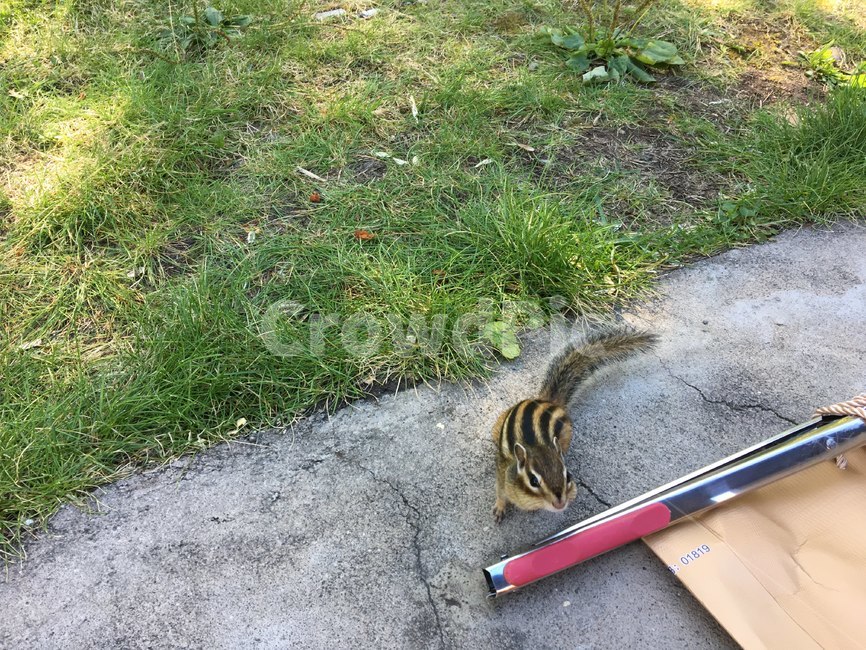 다람쥐,squarrel,동물,animal,cute